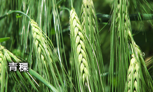 财经资讯 | 西藏将贯彻《青稞》国家标准力促进产业高质量发展-南海国际学分银行