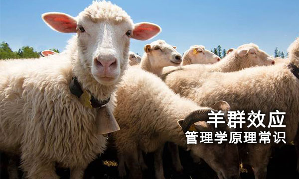 管理学 | 管理学原理常识【羊群效应】羊群行为|从众心理|mba工商管理知识|The Effect of Sheep Flock