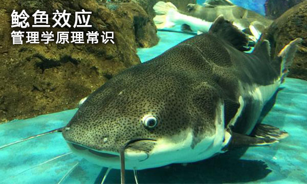 鲶鱼效应,管理学,工商管理硕士,管理学原理常识,MBA工商管理硕士-南海国际学分银行