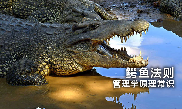 管理学原理常识【鳄鱼法则】-管理学|工商管理硕士|mba工商管理|mba工商管理硕士-南海国际学分银行