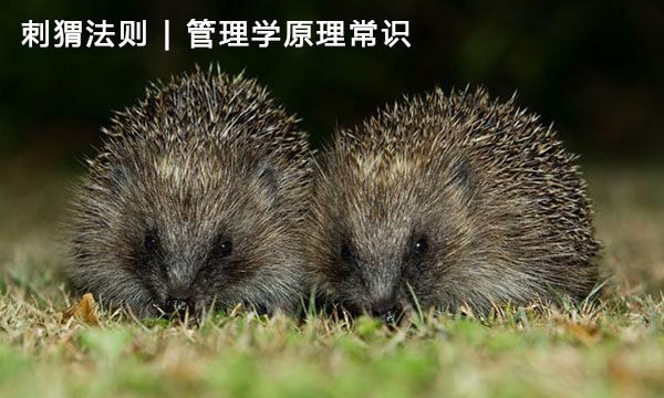 管理学原理常识【刺猬法则】-管理学|工商管理|工商管理硕士|mba工商管理硕士-南海国际学分银行